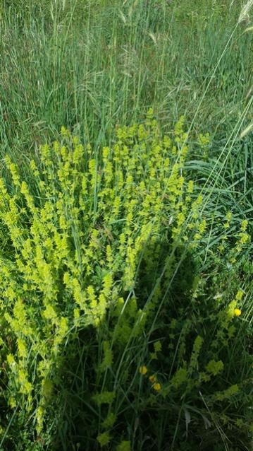 Agrimonia eupatoria fioritura