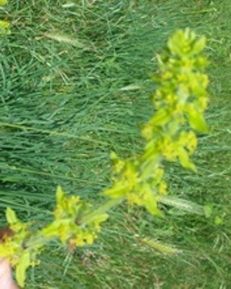 Agrimonia eupatoria