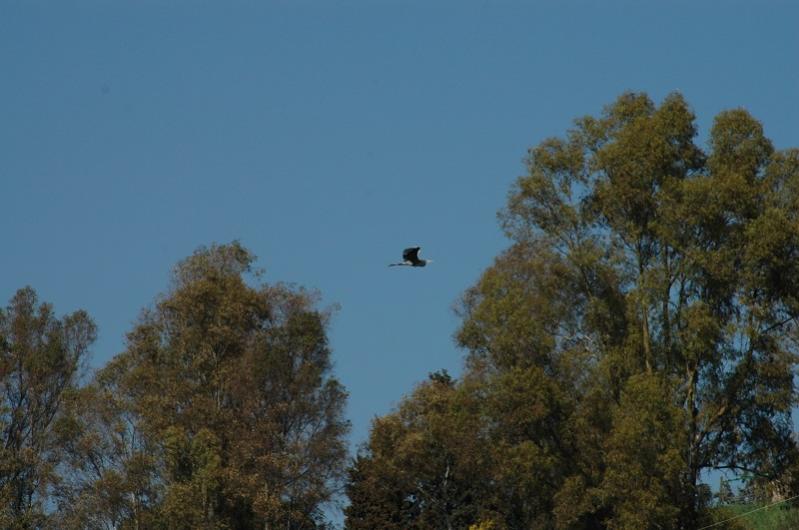 Airone Cinerino