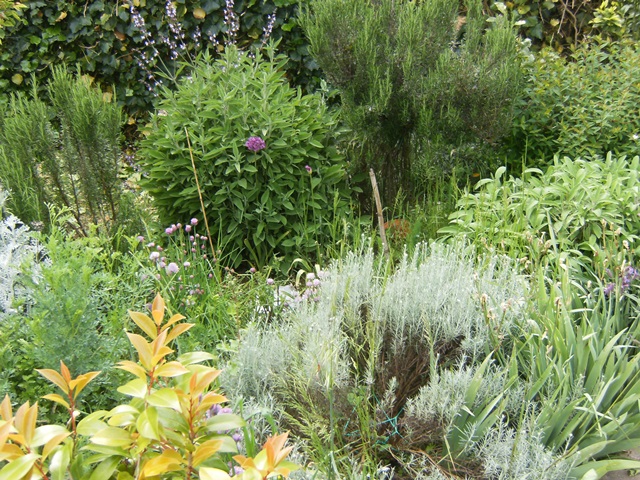 Aiuola aromatiche 2014