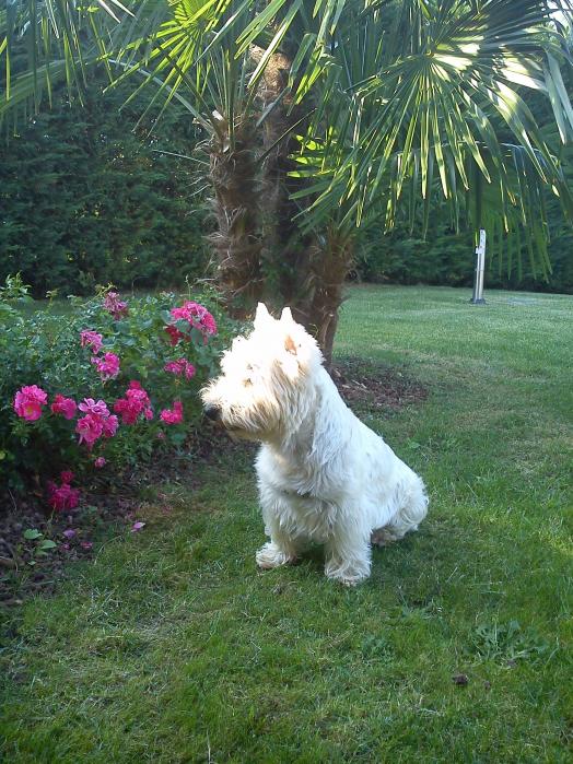 Aiuola di rose con gruppo di palme.
In primo piano Westie detto Jhonny Dorelli.