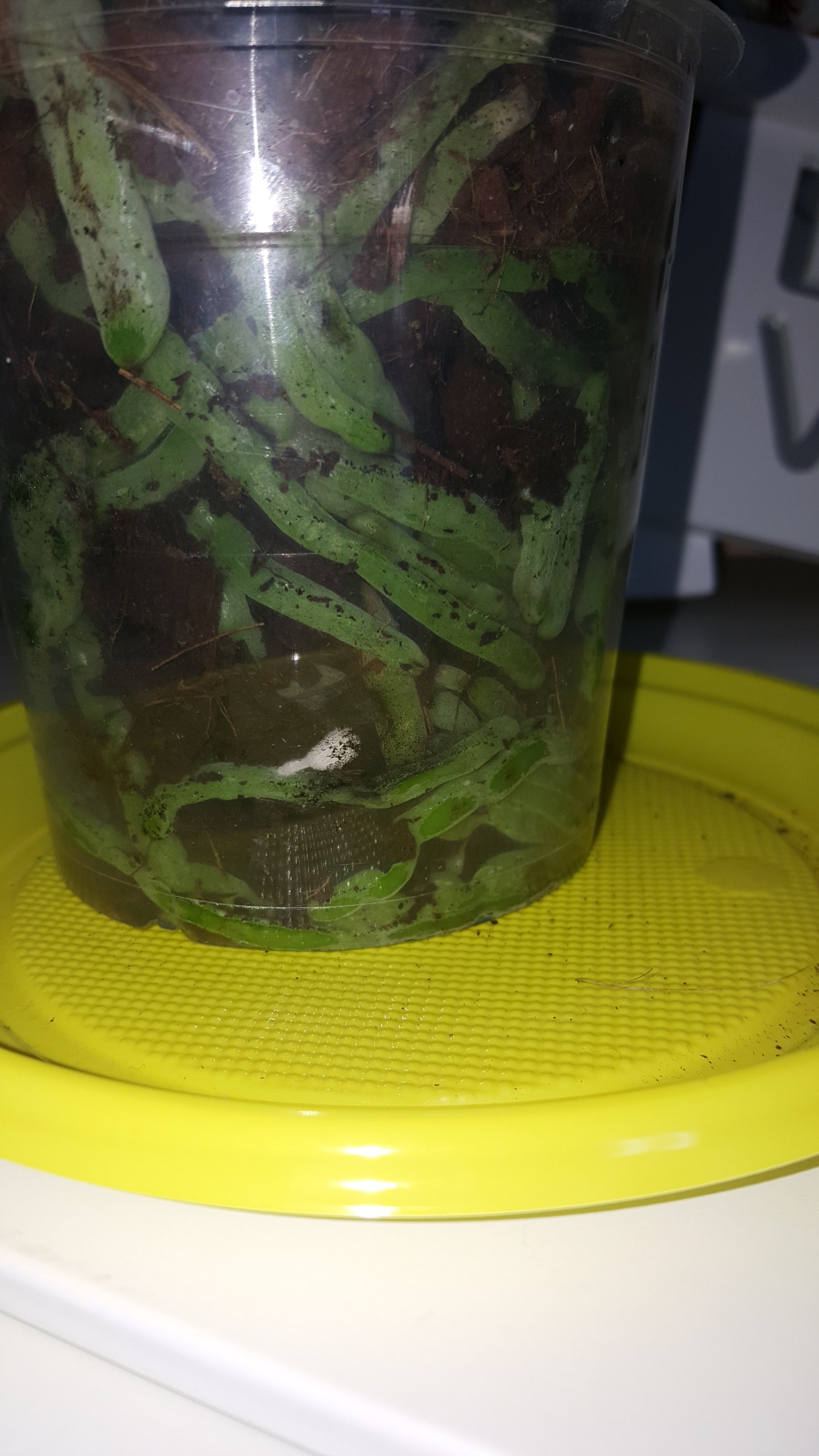 Aiuto per la mia orchidea