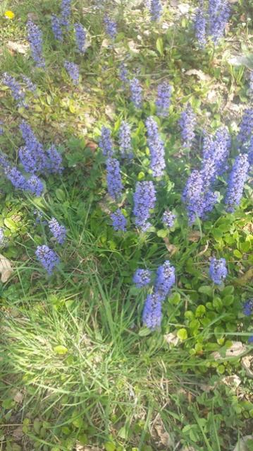 Ajuga reptans (Bugola)