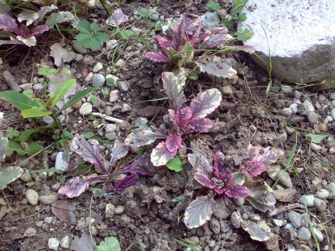 ajuga