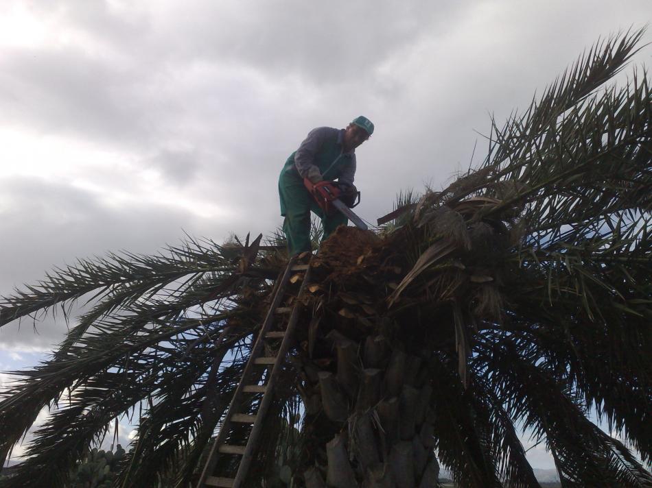 al lavoro su una palma