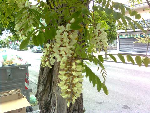 Albero con fiori bianchi simili al glicine | Forum di Giardinaggio.it