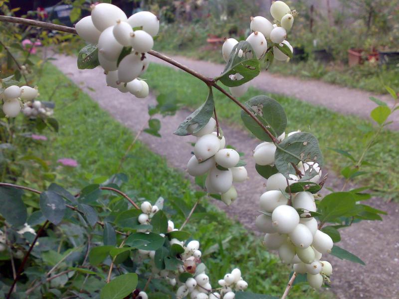 albero delle palline