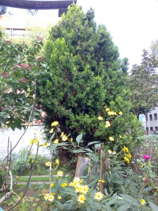 albero