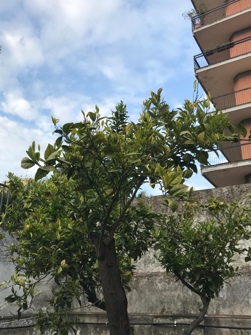 Albero