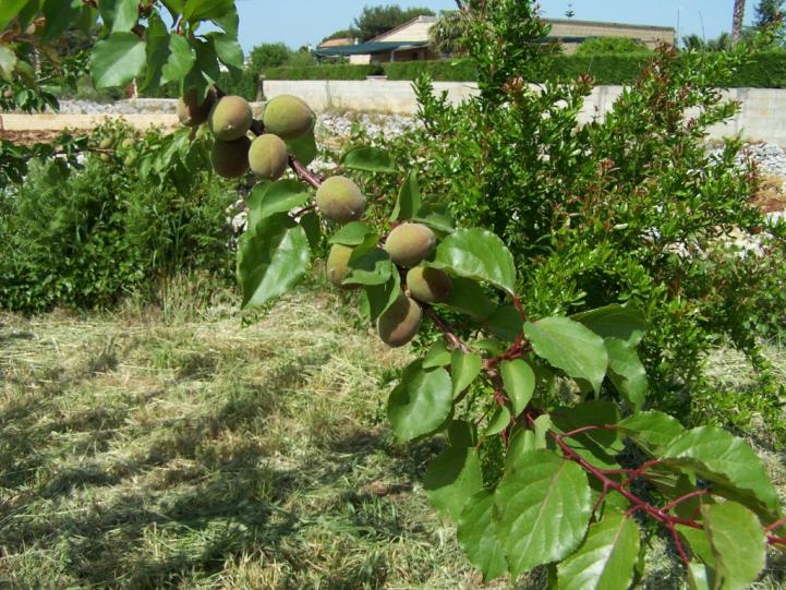 albicocche, e  melograno sullo sfondo