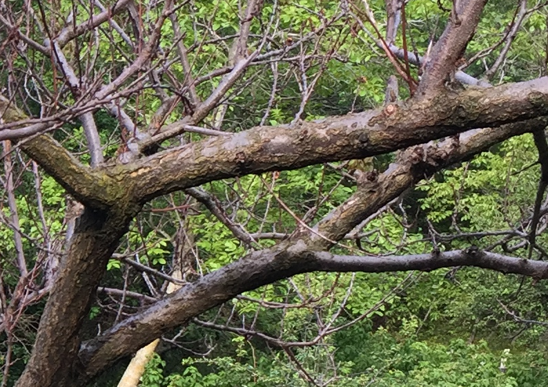 Albicocco800zoom