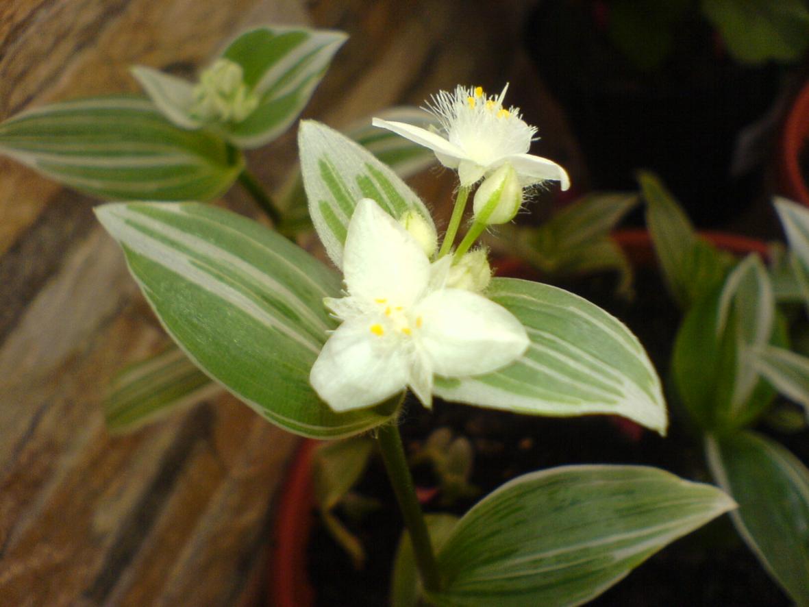 Albiflora Albovittata