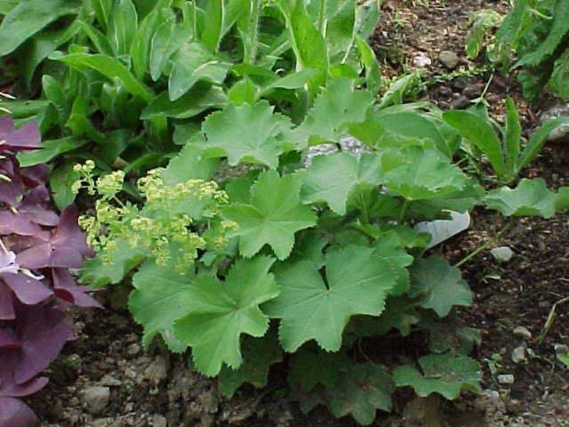 alchemilla