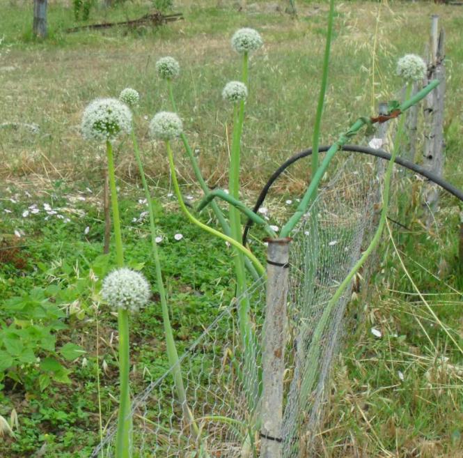 Allium cepa cipolla in fiore