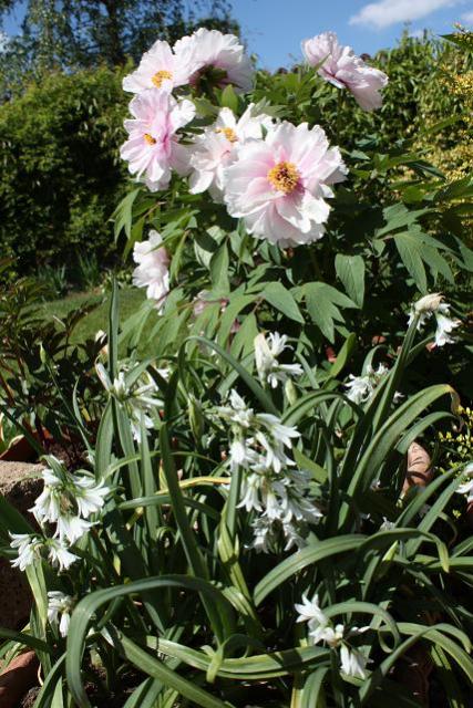 Allium Triquertum peonia Fen Dan Song