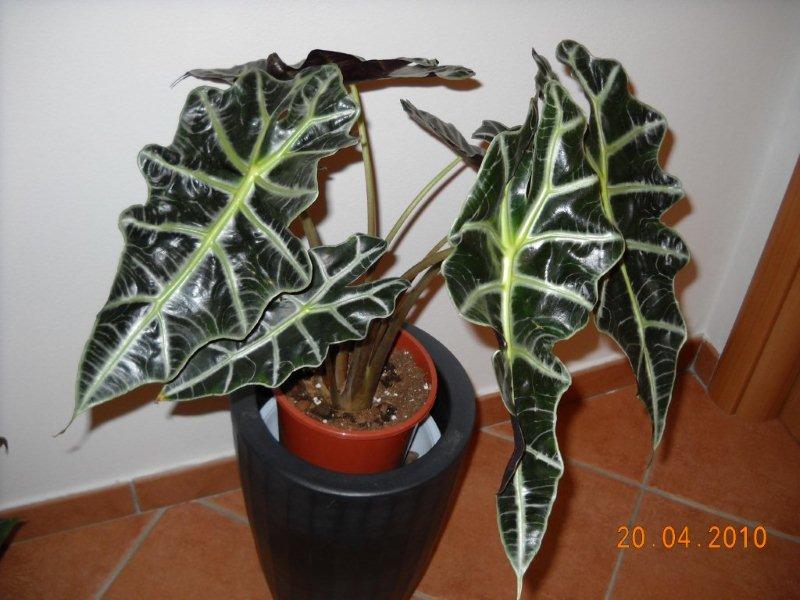 alocasia-1.