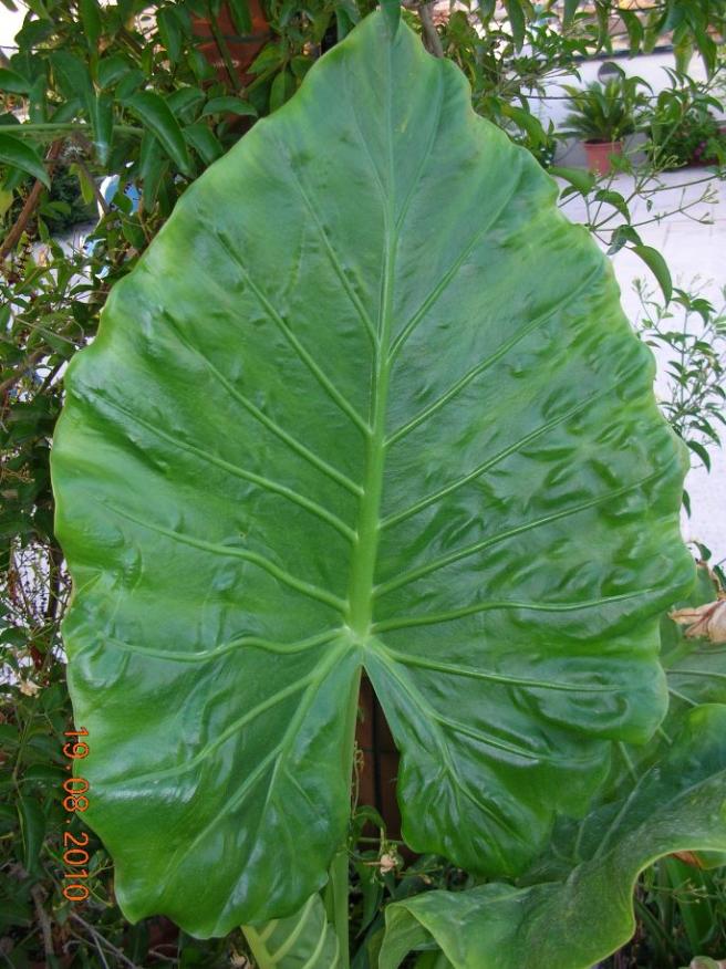 Alocasia macrorrhiza 2