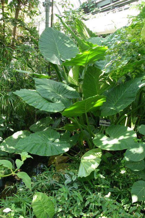 alocasia macrorrhizoi