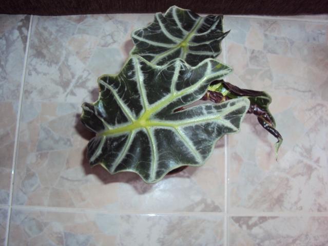alocasia