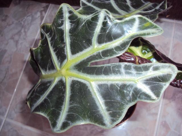 alocasia