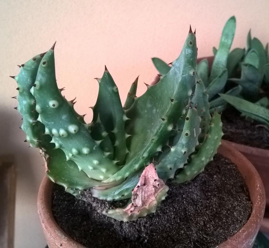 Aloe Aculeata