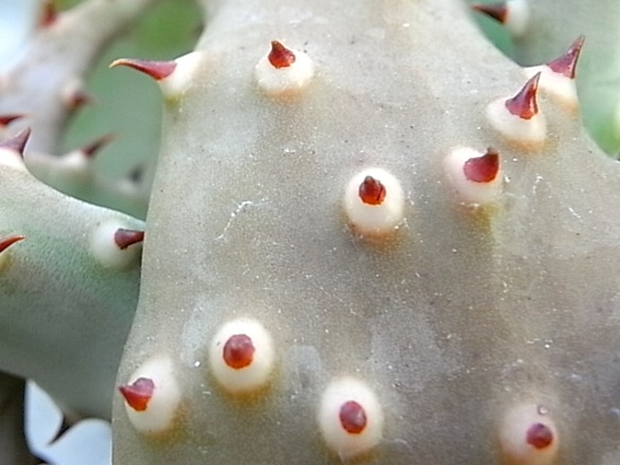 aloe aculeata