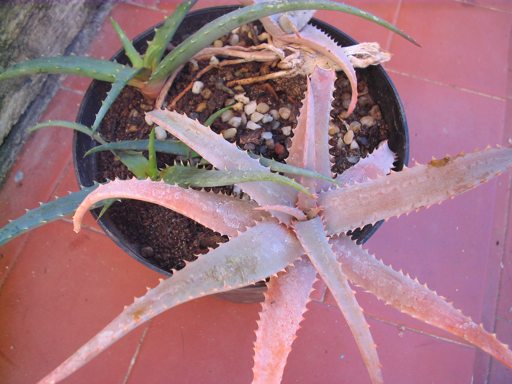 aloe acutissima var. antanimorensis