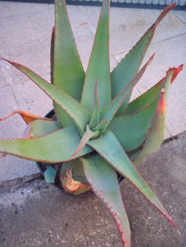 aloe africana