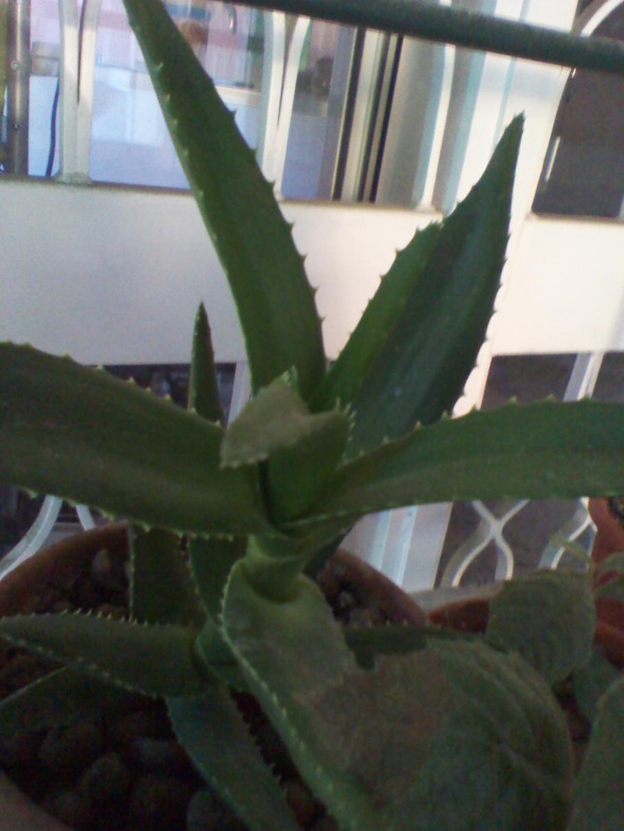 Aloe Arborescens