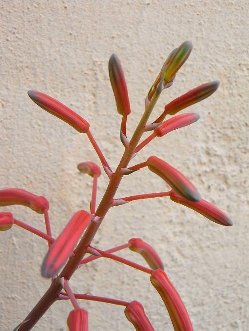 aloe aristata fiore