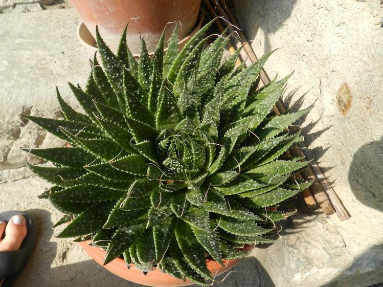 Aloe aristata