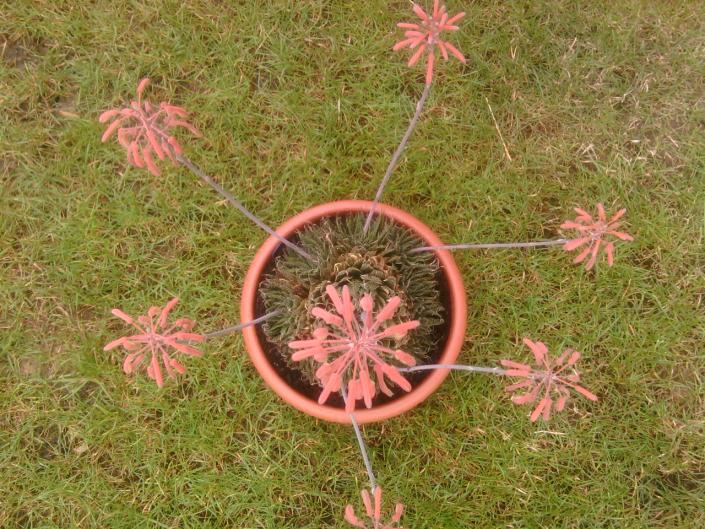 ALOE ARISTATA.