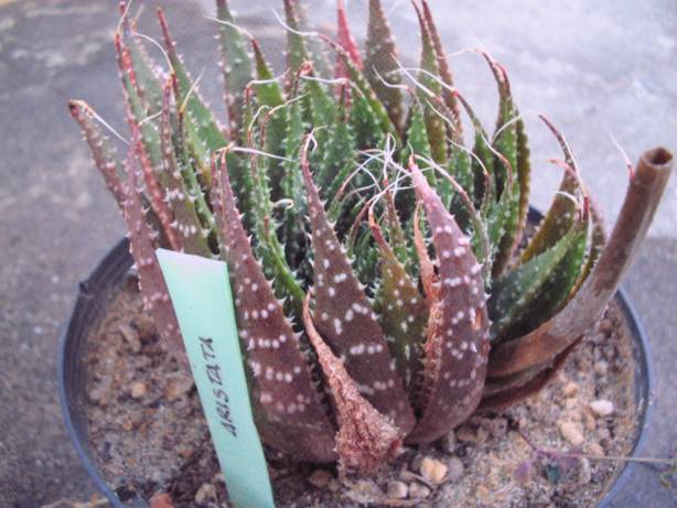 aloe aristata