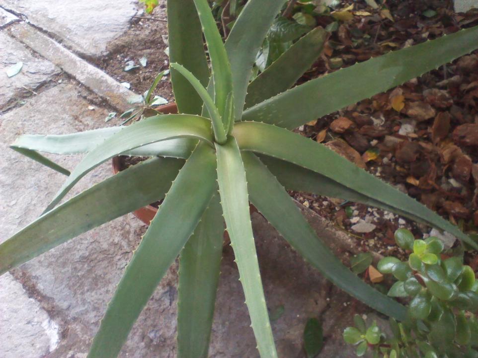 Aloe Barbadensis