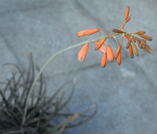 aloe bellatula fiore