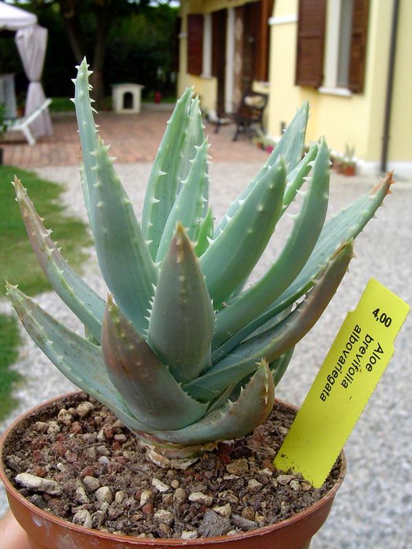 aloe brevifolia albovariegata

temperatura minima sopportato: -10°C