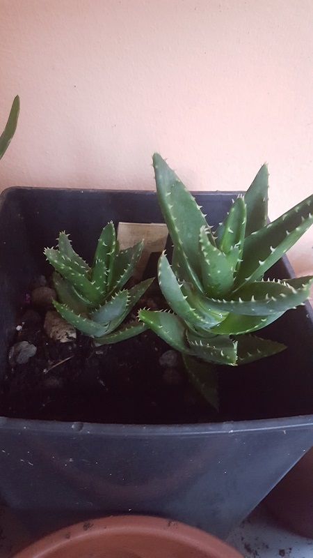 Aloe Brevifolia