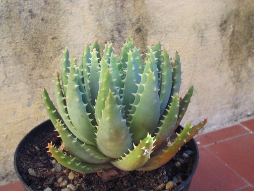 aloe brevifolia