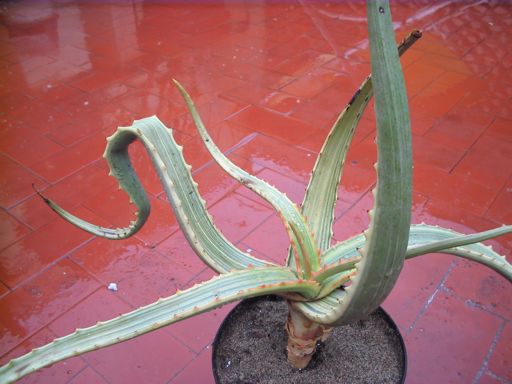 aloe camperi variegata