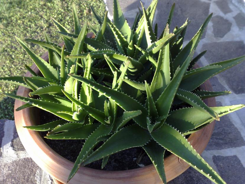 Aloe capmanambatoensis