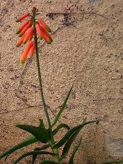 aloe ciliaris fiore