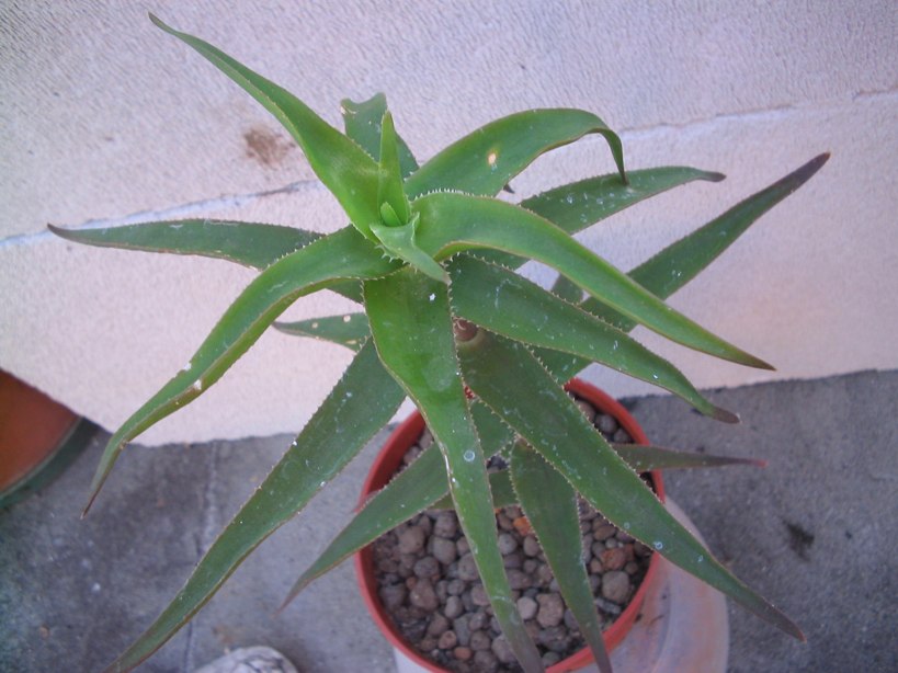 aloe ciliaris