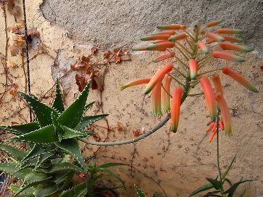 aloe concinna fiore