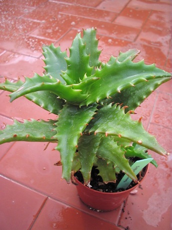 aloe congolensis