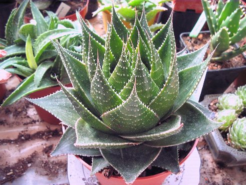 aloe cosmo