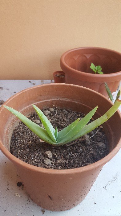 Aloe Cryptopoda