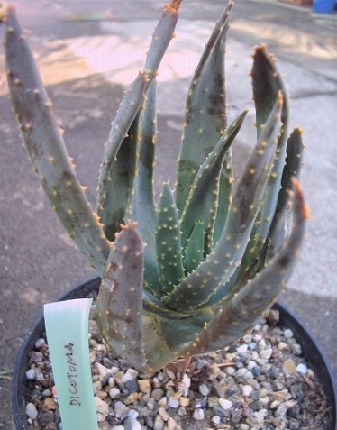 aloe dichotoma