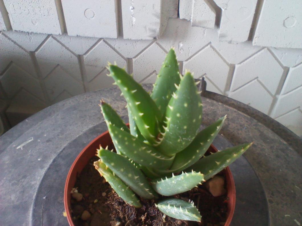 Aloe Distans