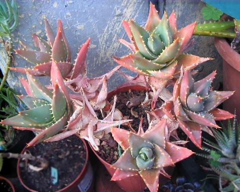 aloe distans