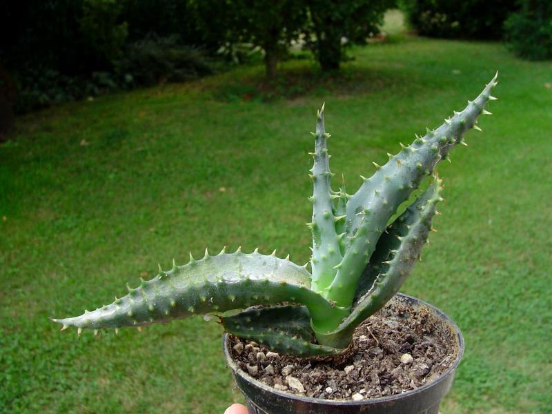 aloe ferox